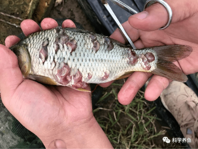 患鲤鱼疱疹病毒病的鲤的眼球及鳃部鲤鱼塘口价超过8元/斤,养殖效益