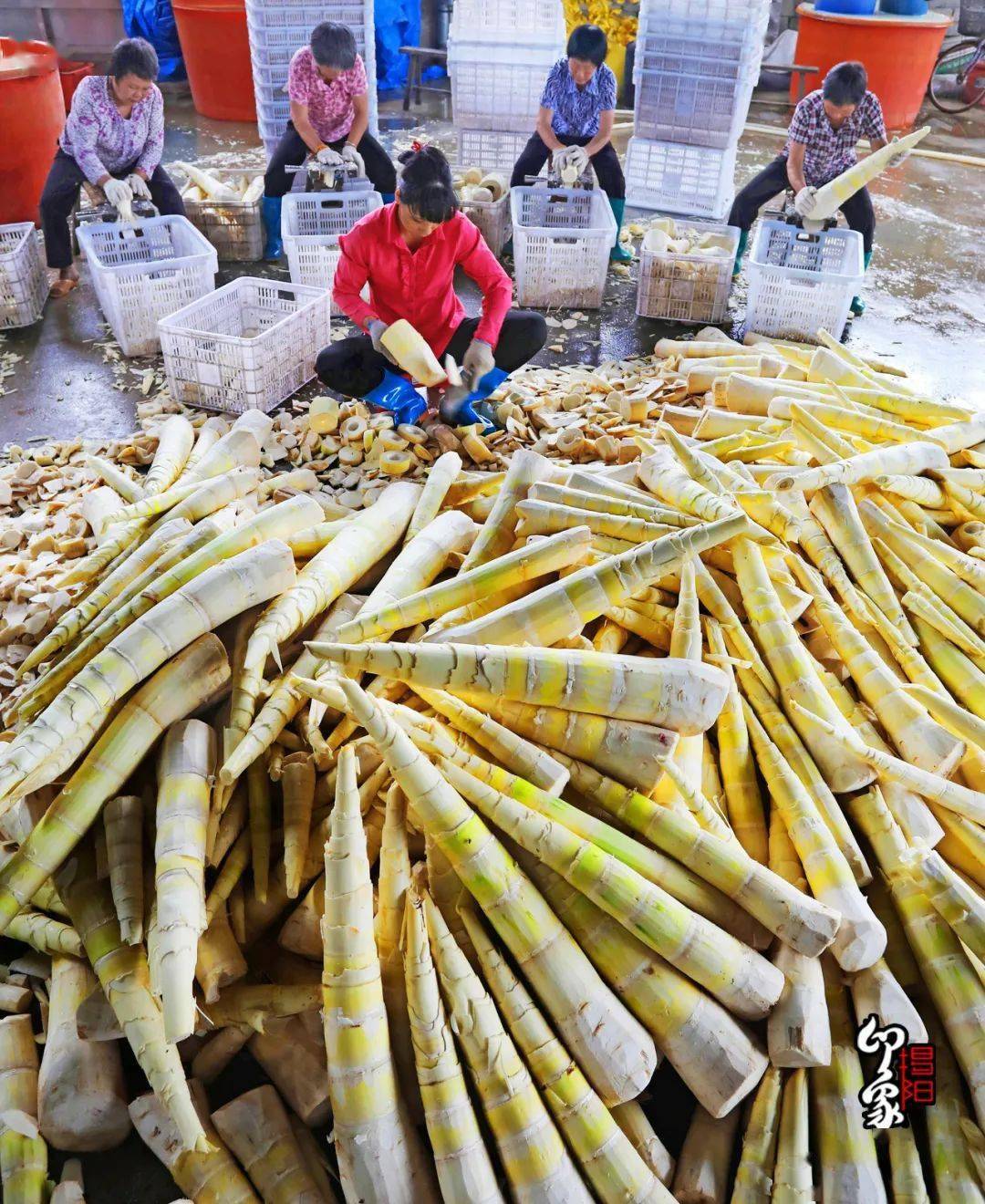 来源来源:揭阳日报文字:李桂莹摄影:涂英鹏,林碧鸿,陈淑娜,洪树文,林