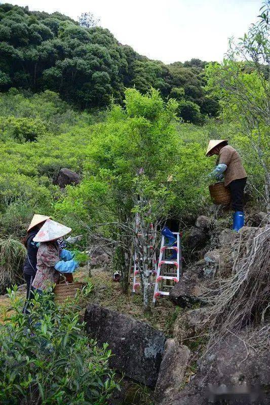 赞饶平岭头单丛茶饶平狮头鹅又要出名了