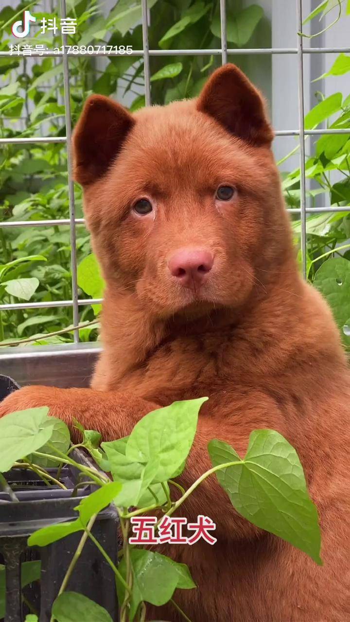 它便是中华田园犬(五红犬)