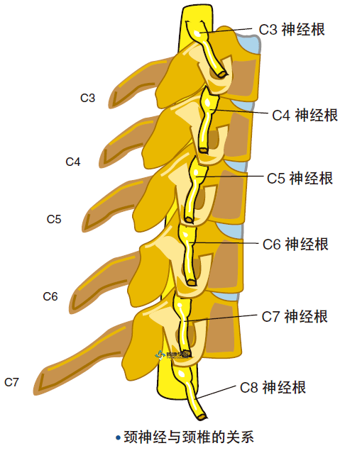 疼痛解剖学|颈椎骨性结构的功能解剖_运动