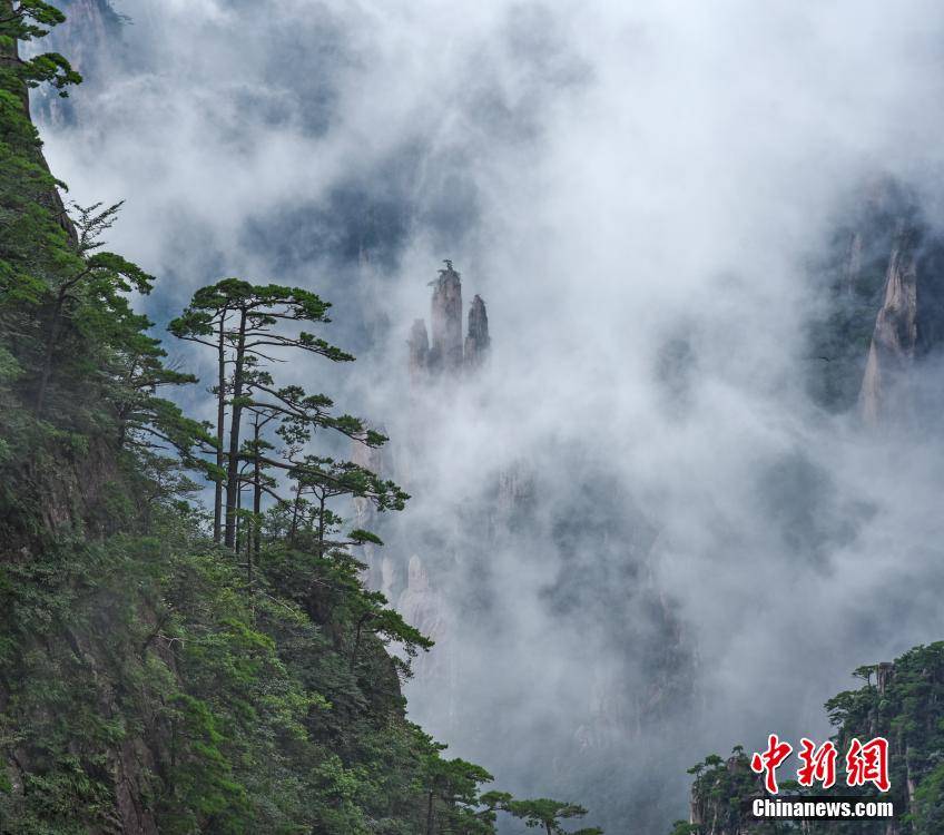 图为云海中的黄山奇松,怪石相互映衬. 李金刚 摄