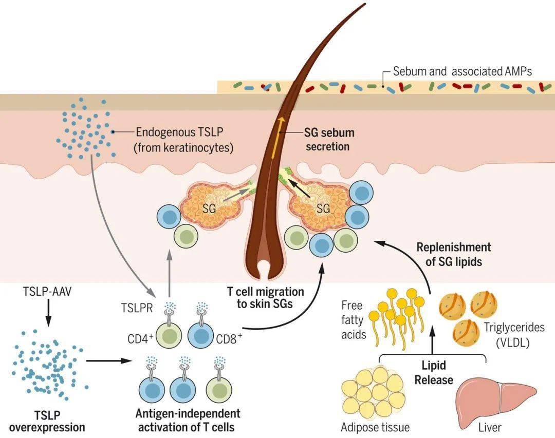 tslp 激活 t 细胞以促进皮脂分泌