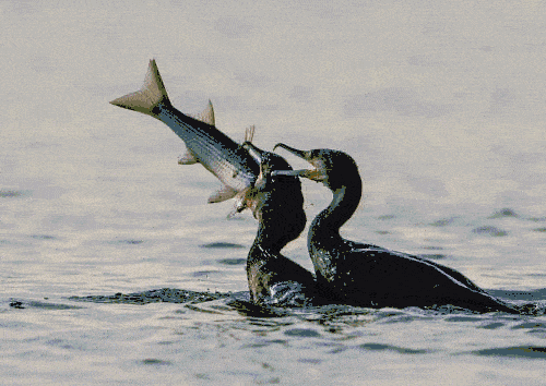 天津又多一个玩乐好去处!6000㎡梦幻海底世界