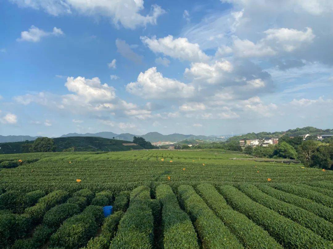 龙坞茶园 摄影:张巧英