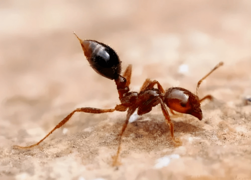 导读 红火蚁被人们称为"无敌的"蚂蚁,它攻击性强而且还有毒性,是一种