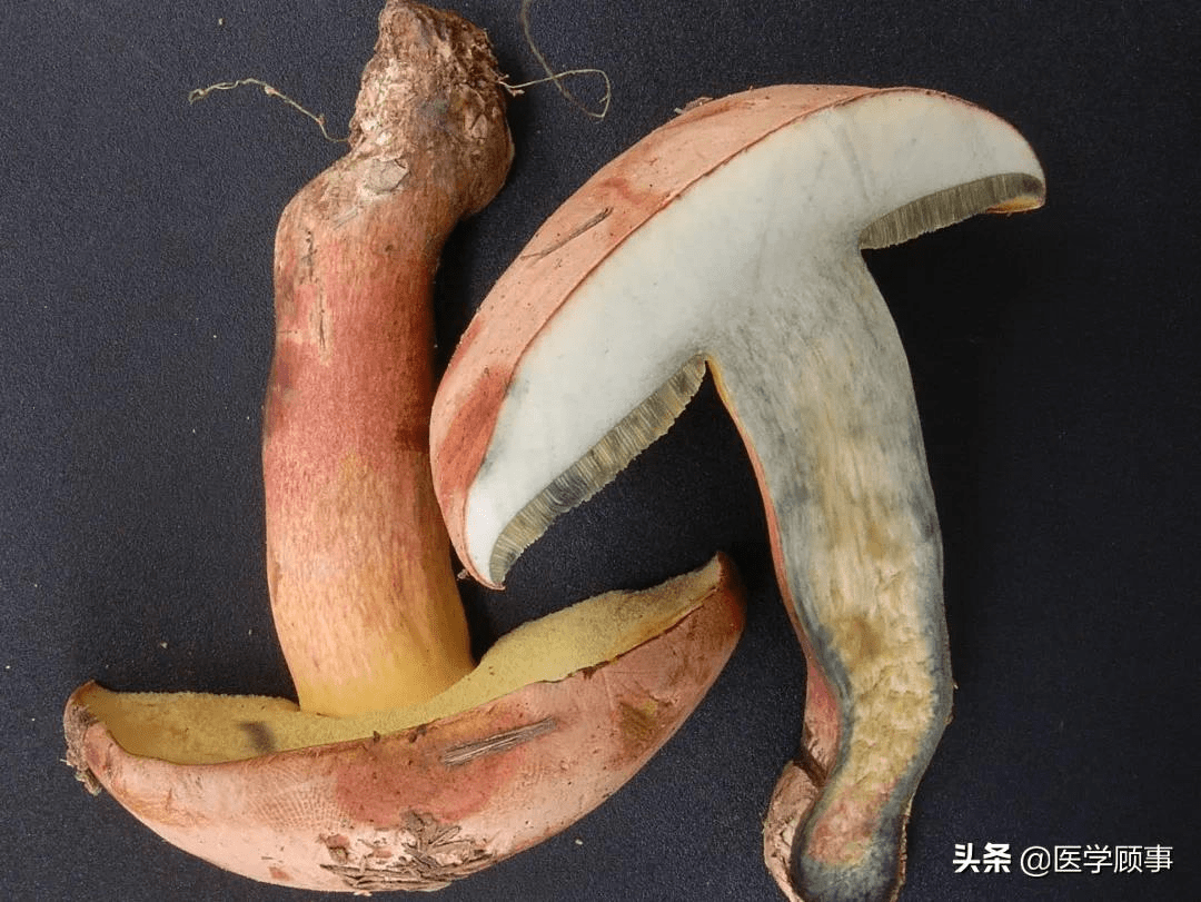 属(heimioporus,青褶伞属(chlorophyllum,类脐菇属(omphalotus,鳞