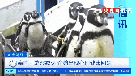 见不到游客,猫猫和企鹅竟集体自闭了?