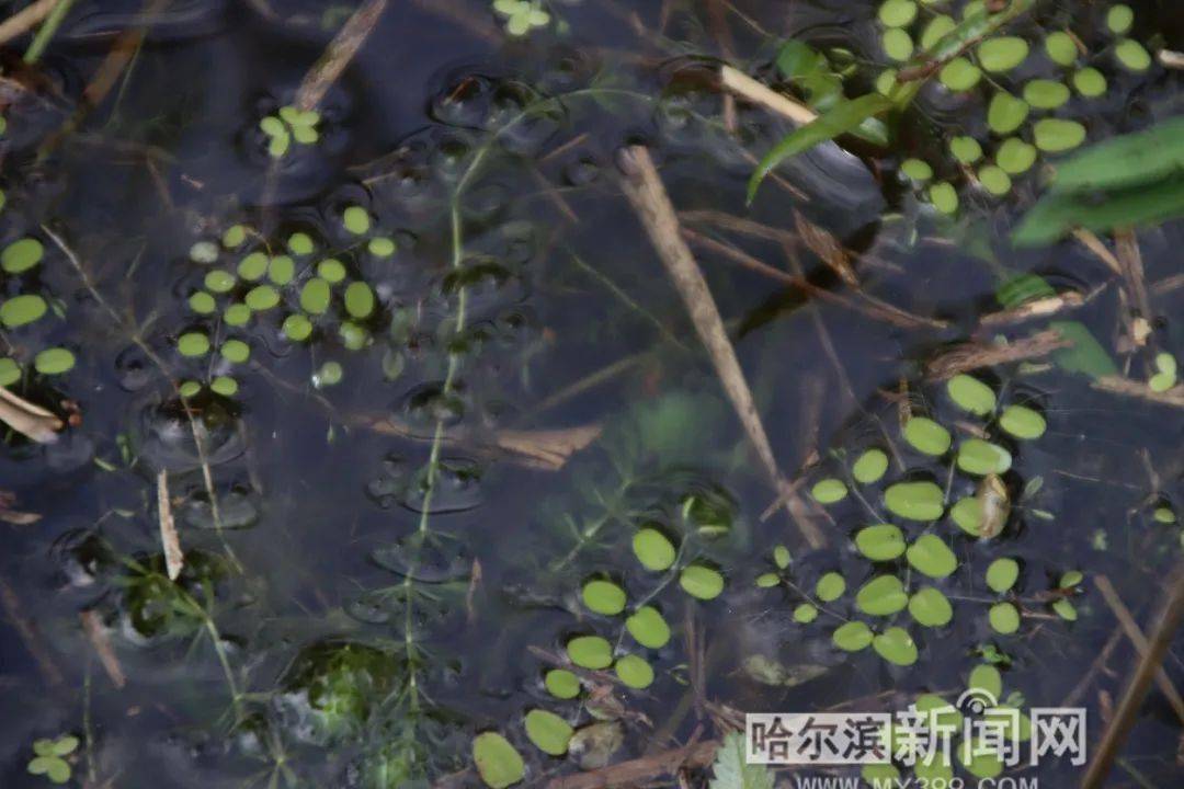 与恐龙同时代的古老孑遗植物貉藻再现省内湿地东北林大野外调查新发现