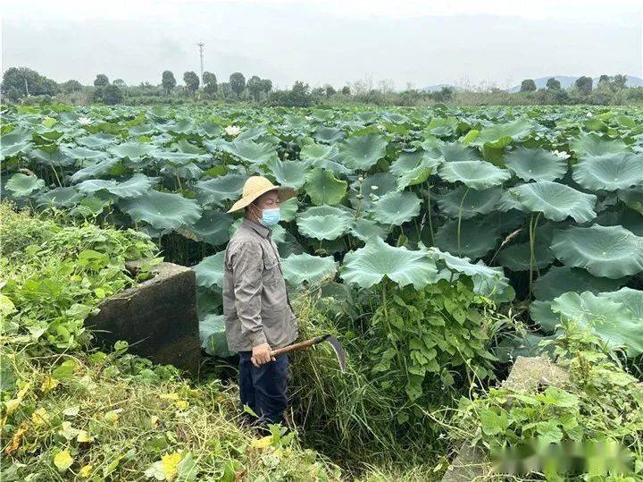 粉糯产量高 武汉蔡甸乌梅村试种新品种莲藕十月将迎大