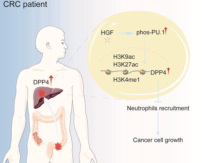 1-dpp4轴促进结直肠癌肝转移该研究工作由中国科学