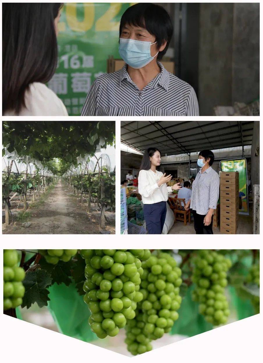 湖南澧县第十六届云上葡萄节启幕