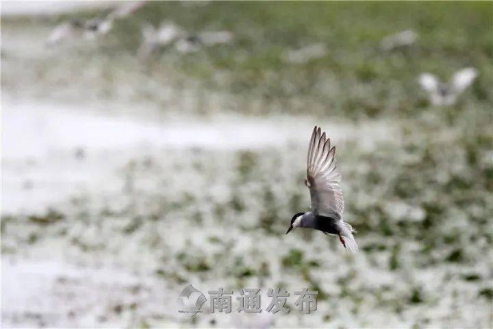 南通开沙岛:须浮鸥掠影