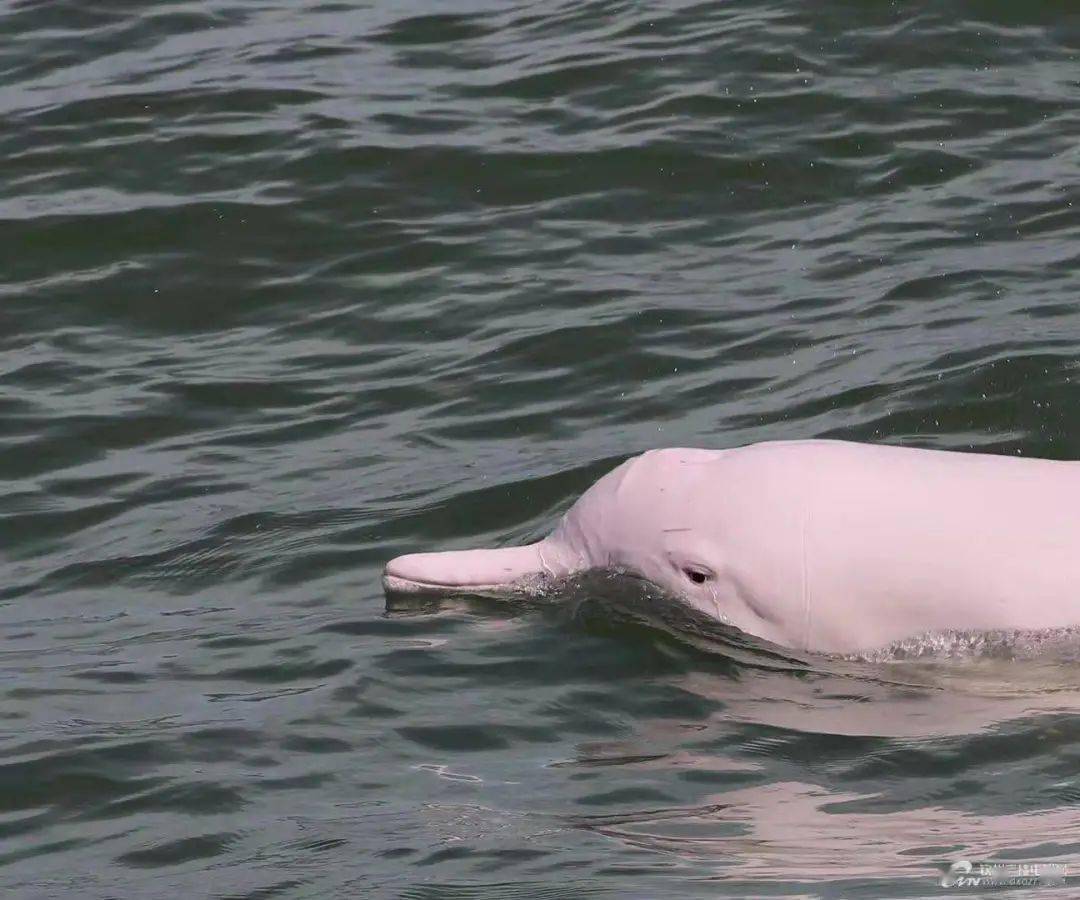 【海豚日记】和你一起慢慢变老_三娘湾