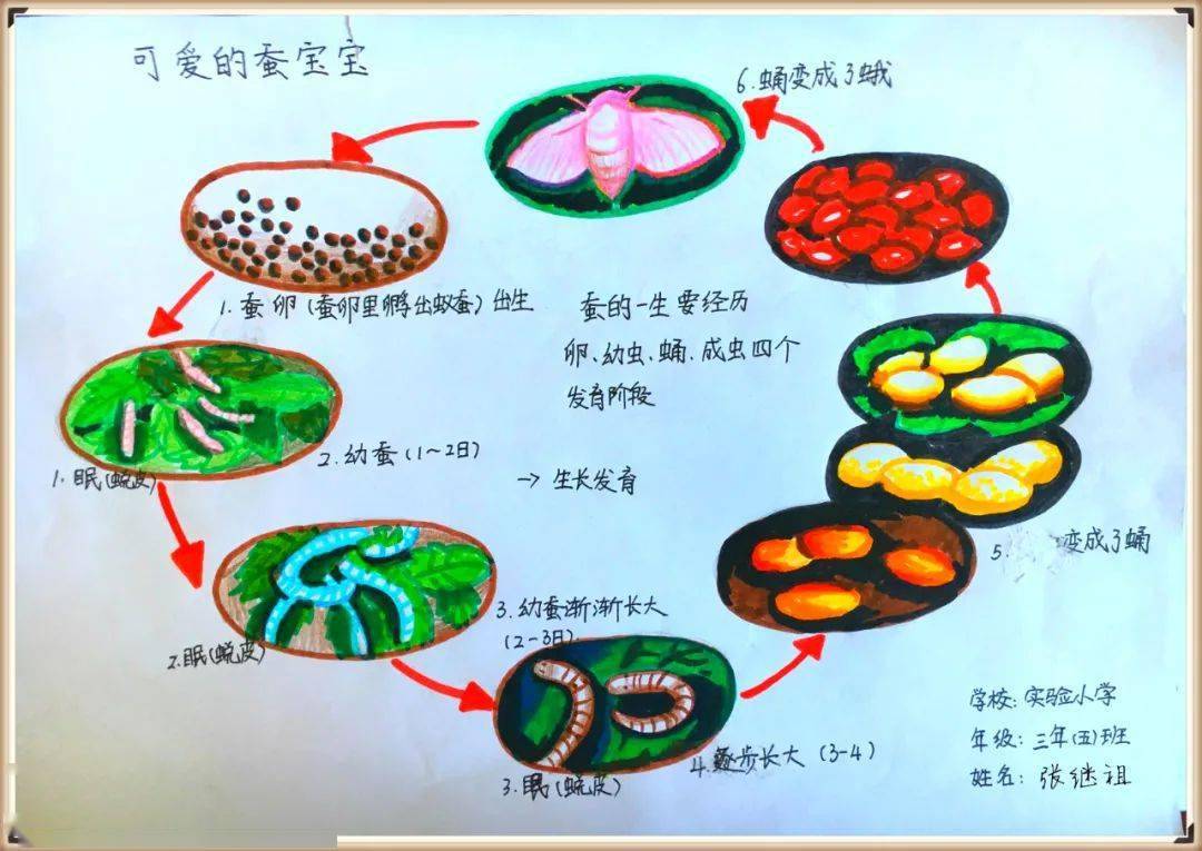 【生物多样性看山西】| 自然笔记大赛作品展(二)