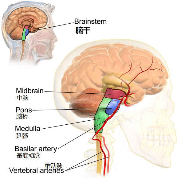 延髓是脑干最下方的结构,处在小脑正前方,它包含了多个负责感觉和运动