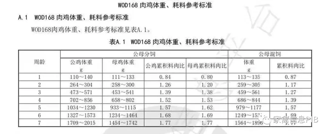 小白鸡三国争霸817vs小优鸡vs益生909谁才是战斗鸡