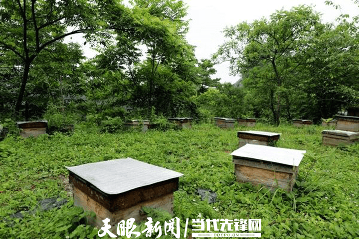 印江缠溪镇梨坪中蜂养殖基地,摆放有序的蜂箱.