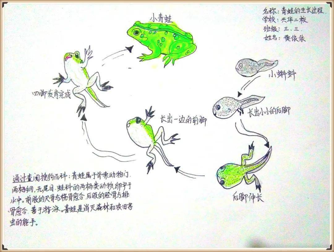 【生物多样性看山西】| 自然笔记大赛作品展(三)