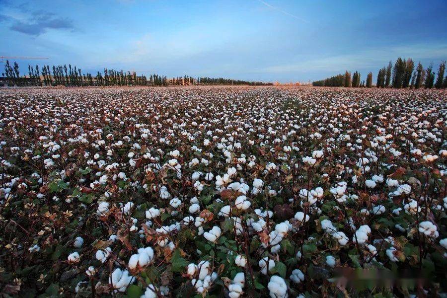 棉花种植生产绿色高质高效行动项目覆盖6个县,有资金支持