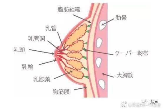 当我们给宝宝喂奶时,乳腺泡会用血液中的养分制造乳汁,同时乳腺泡周围