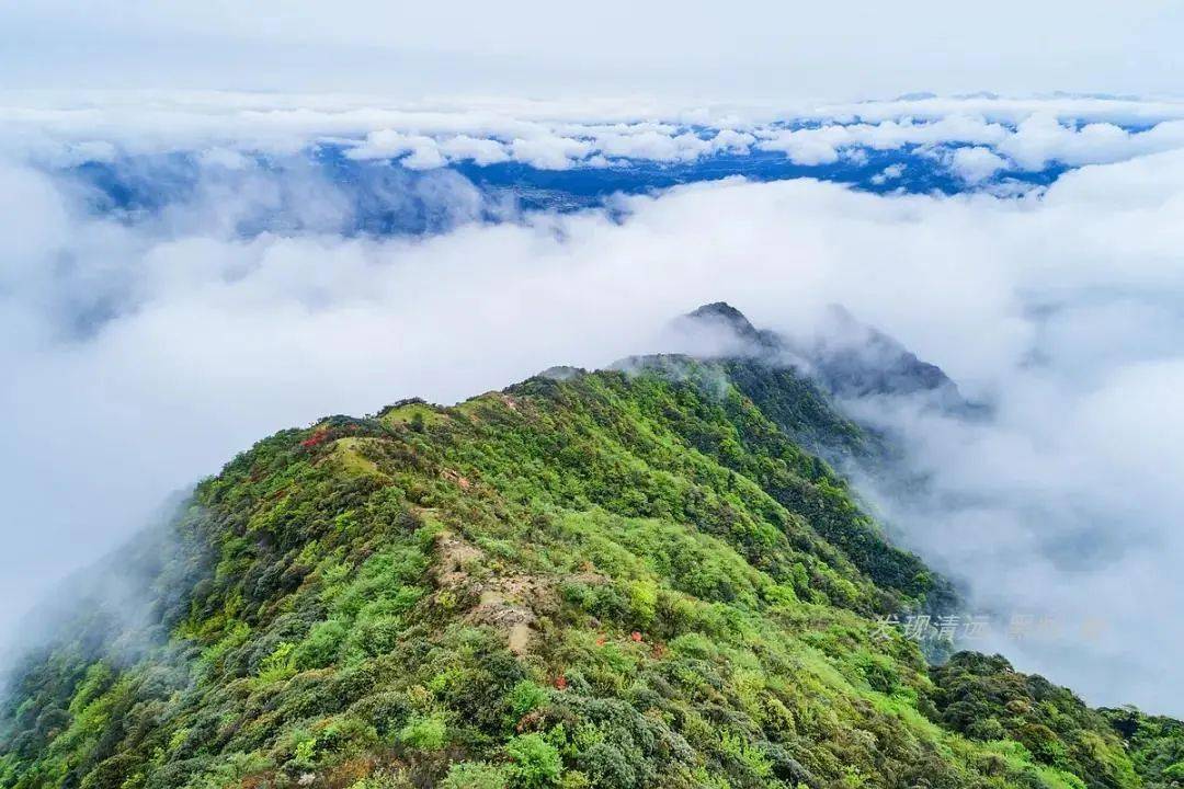 皇后山景区专程开辟了一条登山步道"森林步道"直通山顶.