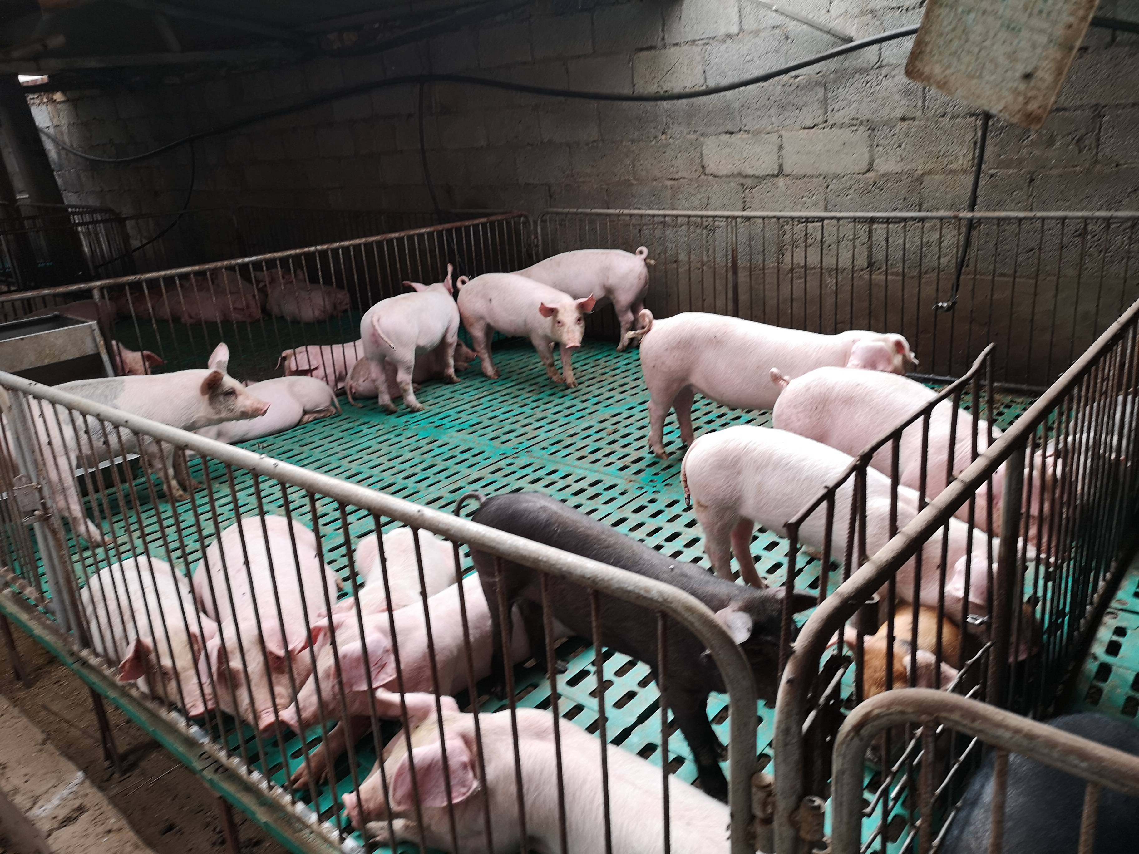 小金县:生猪养殖产业稳发展 促进乡村振兴有效提升