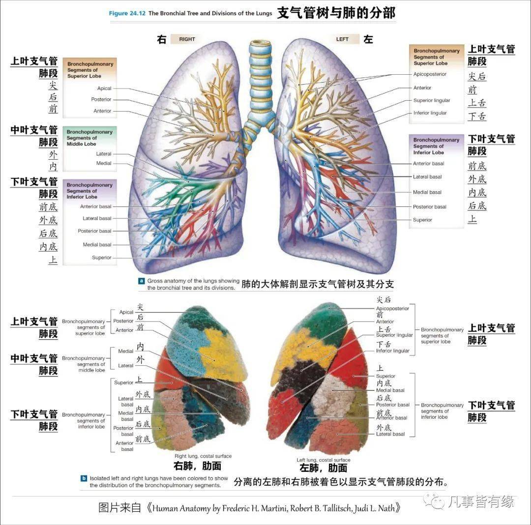 3,肺的淋巴引流二,在裂解肺叶肺段,支气管树,心肺血管空间结构关系