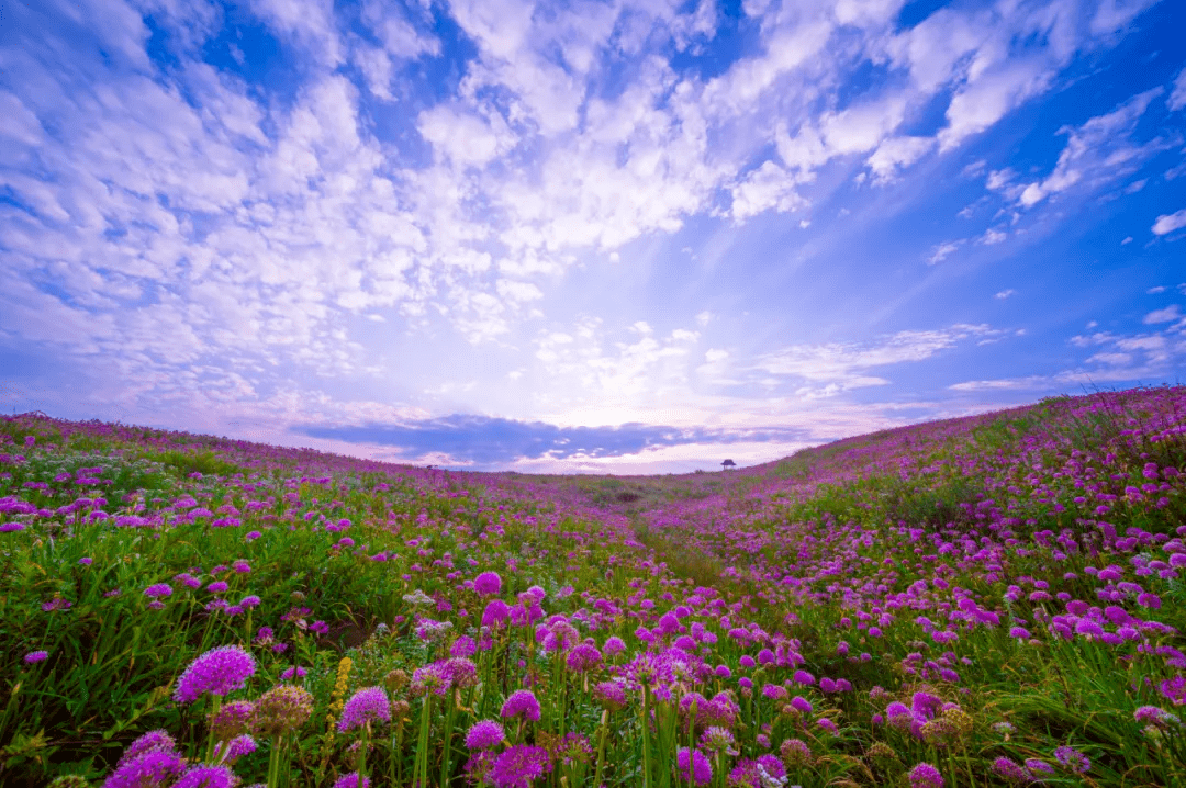 37平方公里的大韭菜坪浩浩荡荡独一无二的野生韭菜花保护区