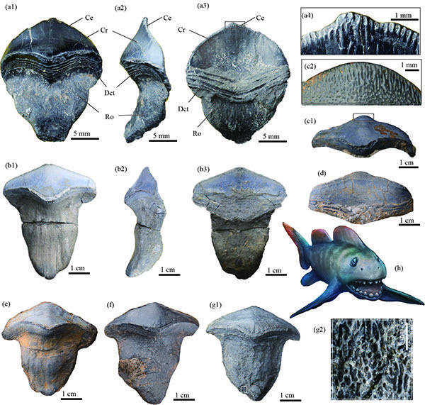 盖志琨介绍,研究团队在现生鲨鱼和已有的两件完整瓣齿鲨目化石标本