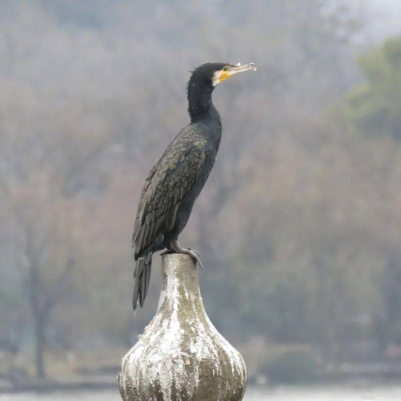 灵动西湖·水鸟专辑 ⑦ | 西湖第一只冬候鸟——普通鸬鹚