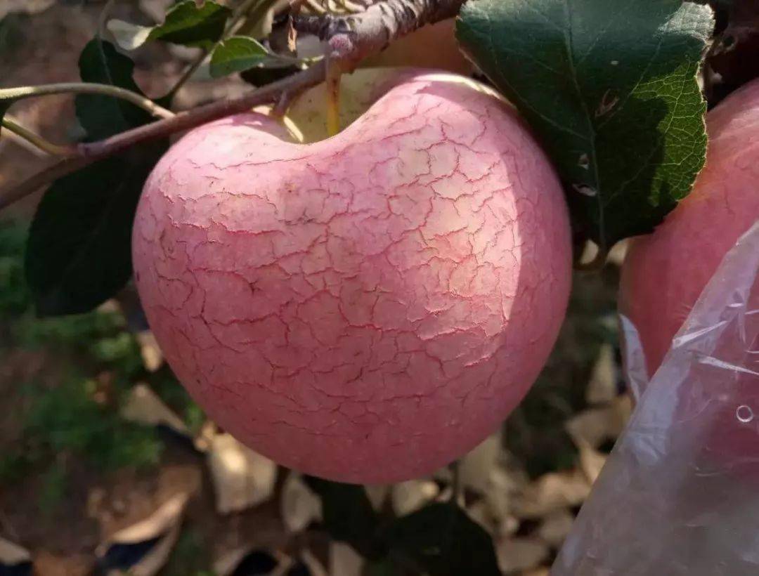 导致苹果水裂纹发生的因素有关哪些?