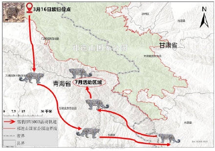 最近距离活动区域离西宁市区约30公里 雪豹凌蛰在哪活动?