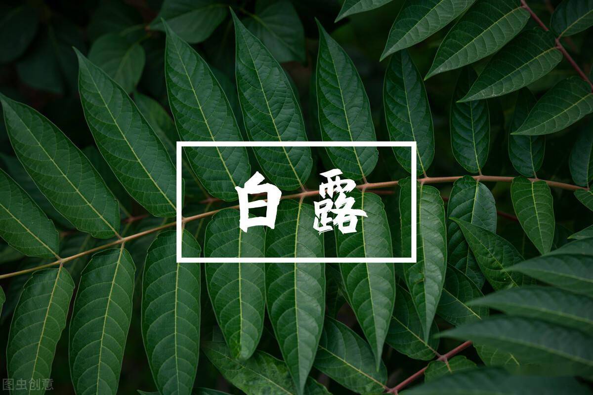 农村有"白露逢月头,来年必定愁"说法,今年白露正逢月头,怎样