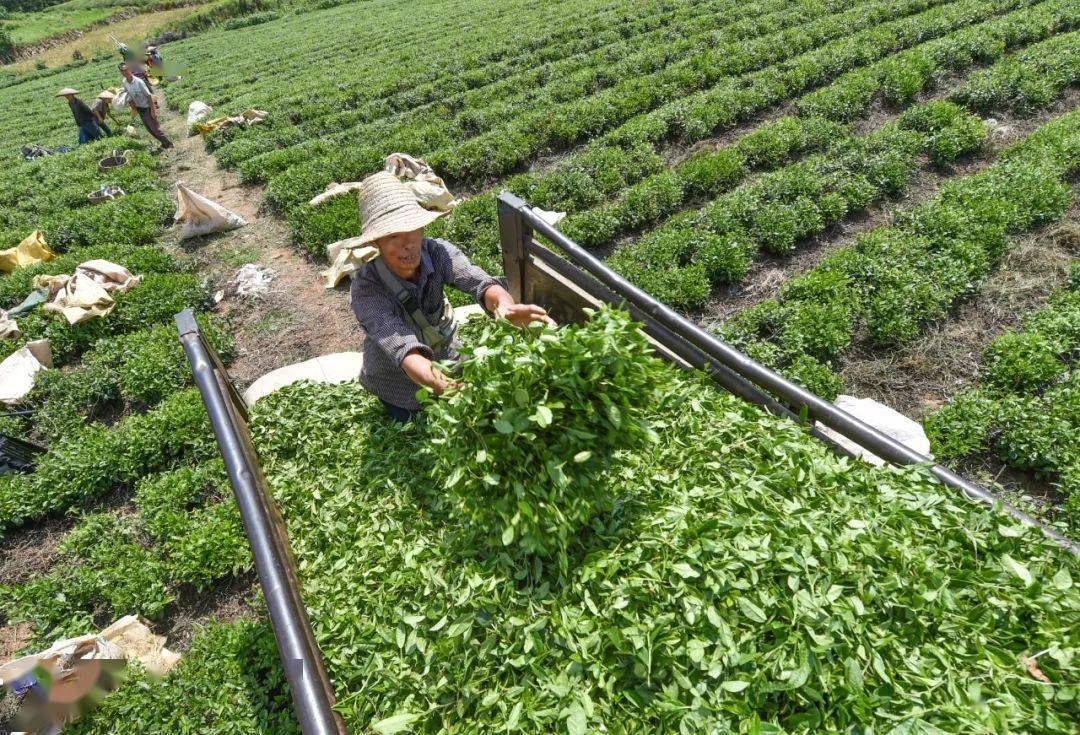 的村民段周任,和兄弟轮流负责采茶期间的运输工作,谈起茶叶运输的活计