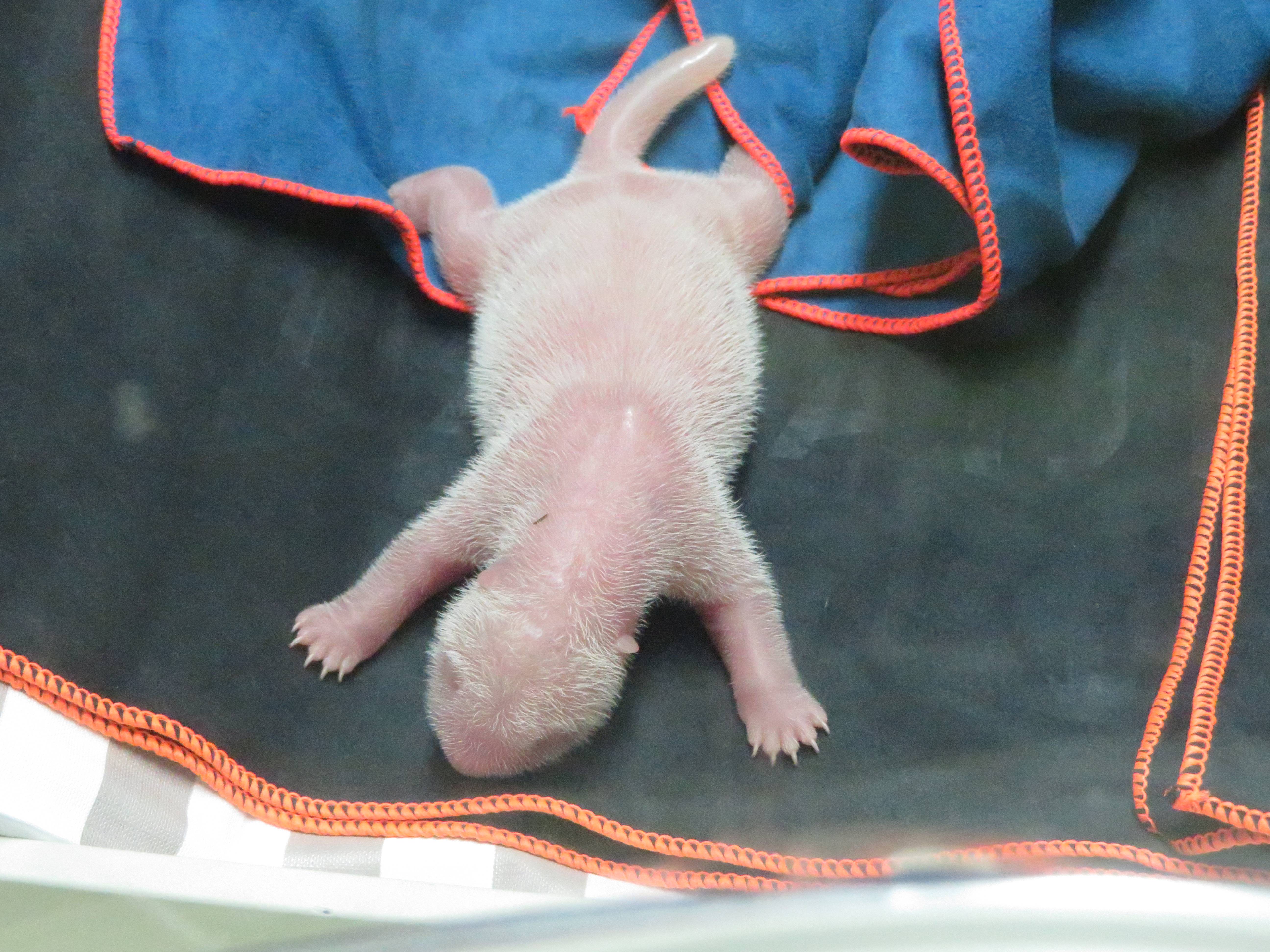 这是9月6日在西班牙马德里拍摄的刚刚出生的大熊猫幼崽.