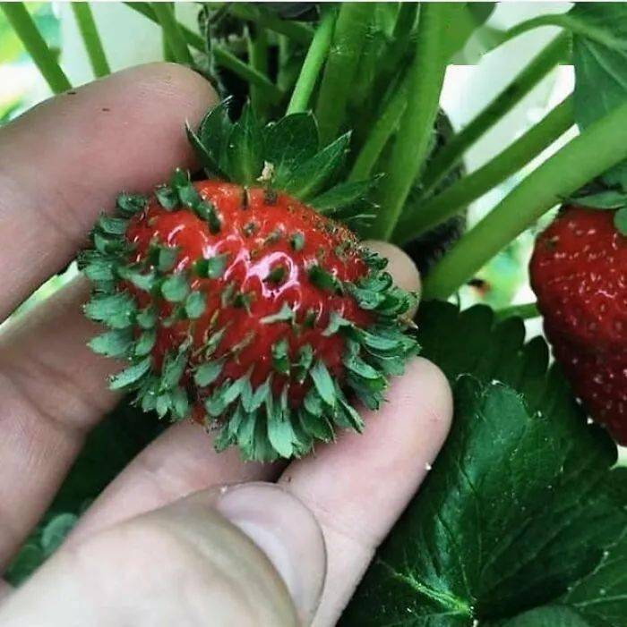 发芽的草莓