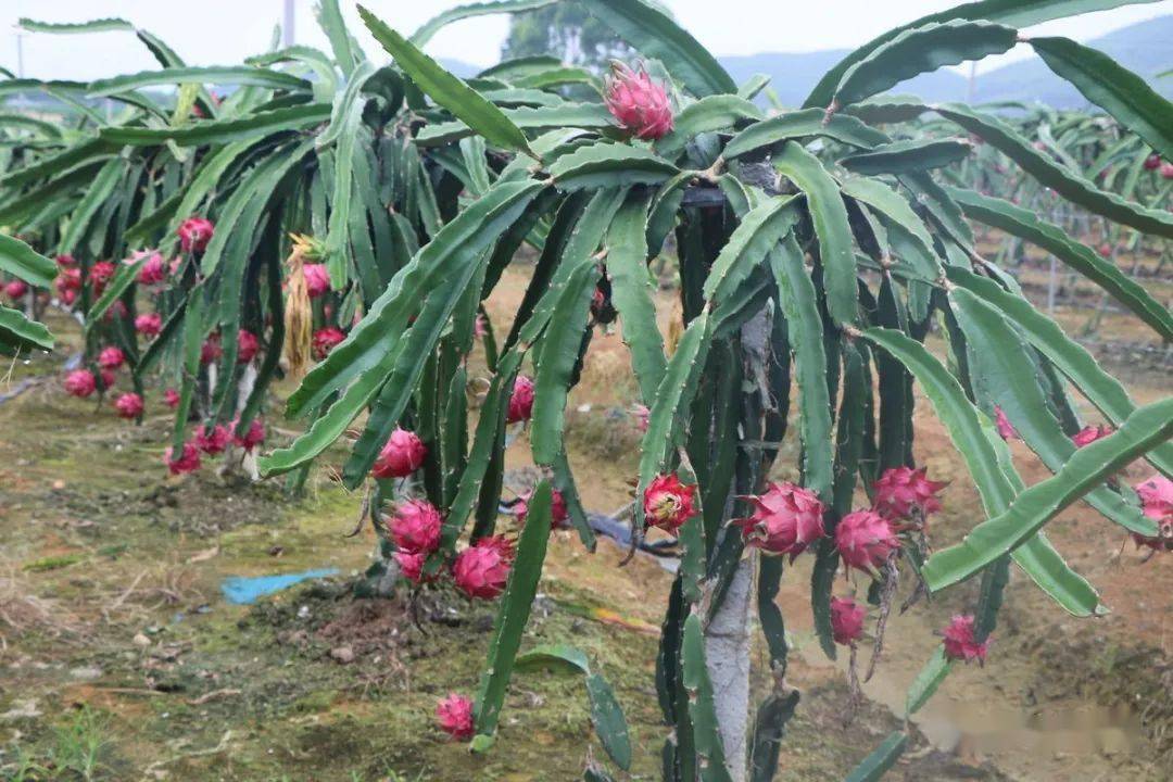 明日剧透|一路"向前"的红心火龙果_种植