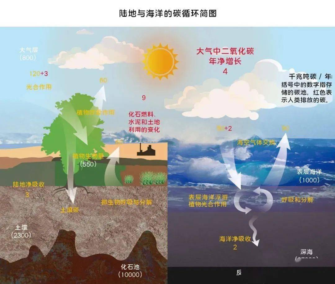 全国科普日│保护海洋生态环境,实现"碳达峰,碳中和"