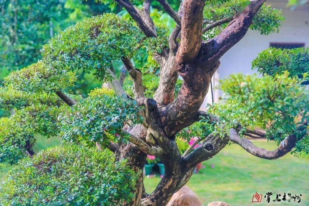 国内罕见!梅州有棵树龄300余年的赤楠孤品
