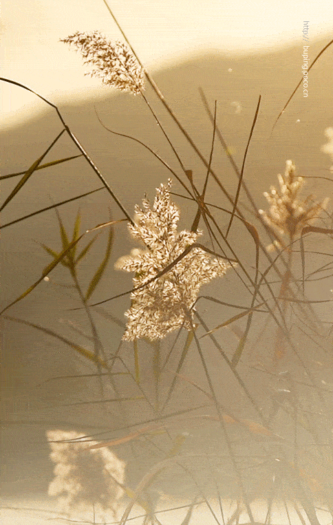 停车坐爱枫林晚,霜叶红于二月花.
