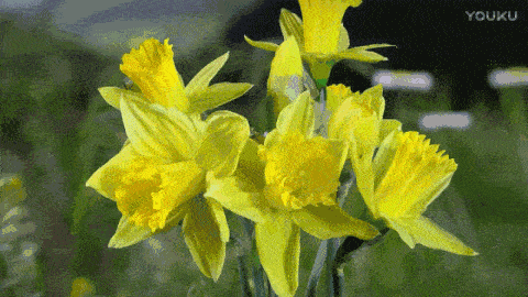 60种·花开瞬间,刹那芳华!