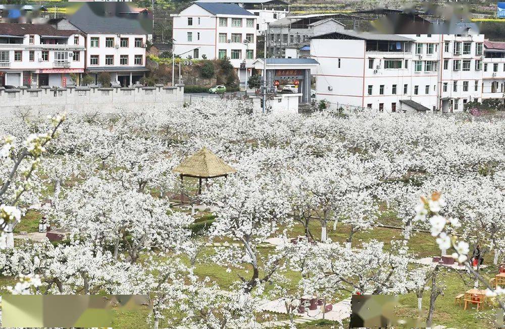 丰富的雪梨种植园 梨博园不仅盛产雪梨 而且一年四季风景如画 苍溪梨