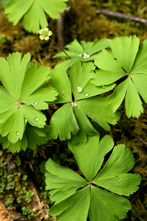 独叶草 kingdonia uniflora 丨顾有容