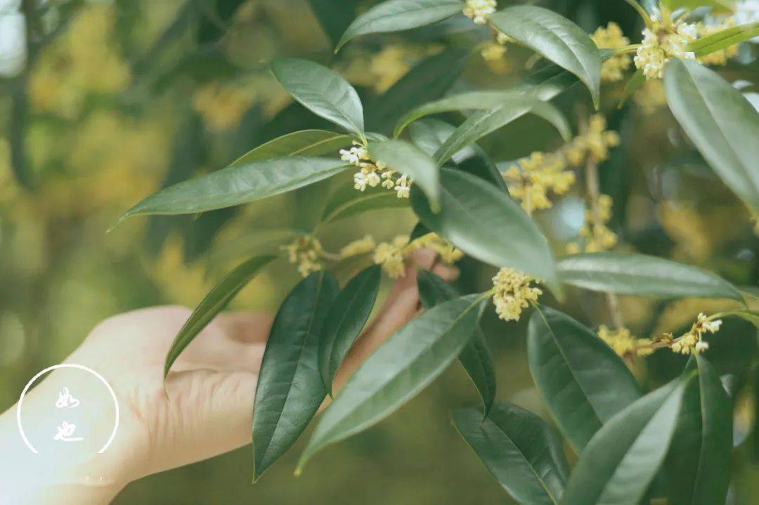 别人家的大学 | 成中医的桂花pong香