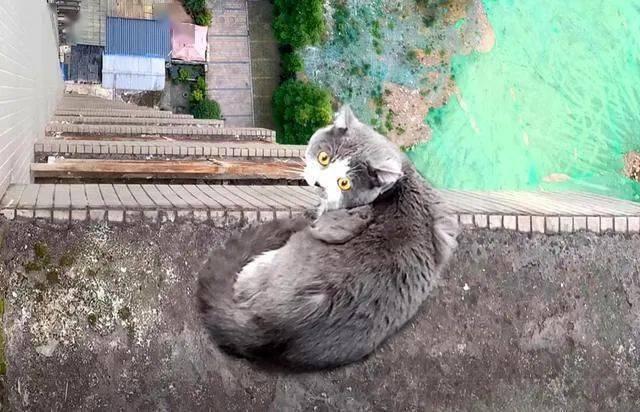 猫咪为求爱,被困33楼房檐,它心仪的小母猫却在隔窗看热闹