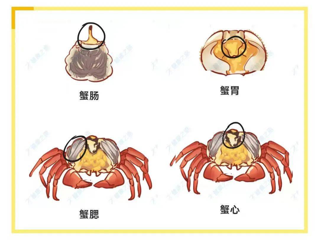 螃蟹应该如何选怎么吃手把手教你吃懂螃蟹