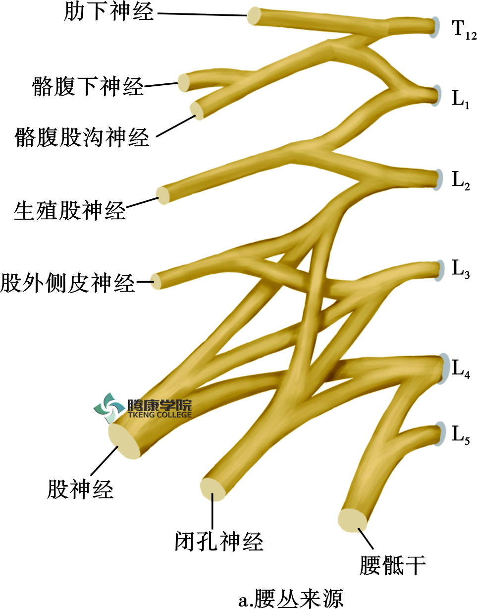 从腰椎l4~l5和s1发出的腰骶干,臀上神经,股神经等,导致疼痛会在下背部