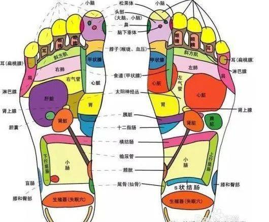 人体足部有着全身各脏器的反射区,足部的衰老,使得反射区的功能不能