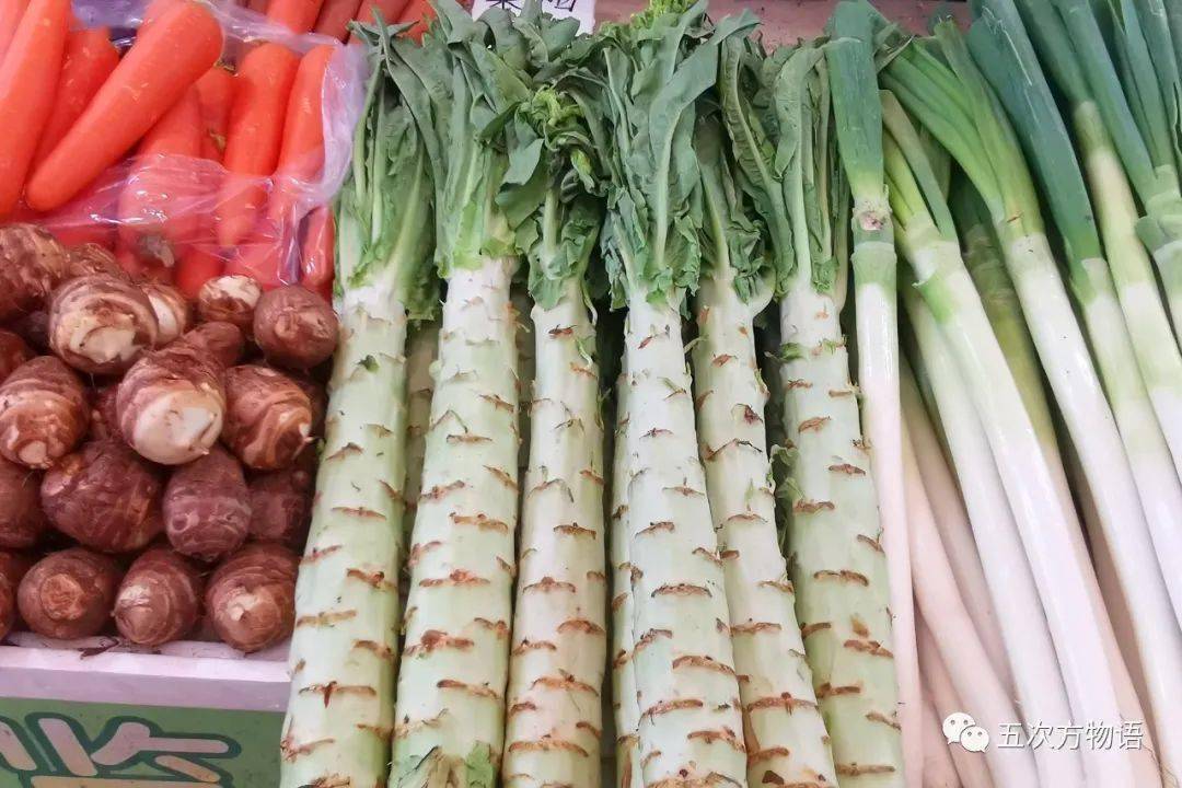 菊科的栽培蔬菜